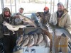 (01/06/2015) - Nice Striped Bass